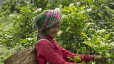 Pukka Herbs is using organic farming methods and working with growers to encourage low-carbon farming techniques